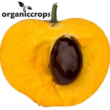 organic lucuma powder - product's photo