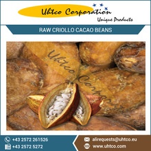 raw criollo cacao beans with best nutrient rich and organic certified - product's photo