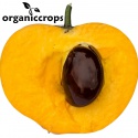 organic lucuma powder - product's photo