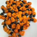 strelitzia reginae and nicolai seeds.(bird of paradise) - product's photo