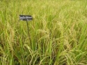 basmati rice - product's photo