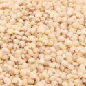 sorghum bulk in premium quality - product's photo