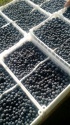 fresh blueberries  - product's photo