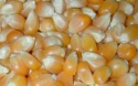 yellow corn - product's photo