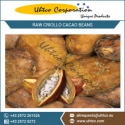 raw criollo cacao beans with best nutrient rich and organic certified - product's photo